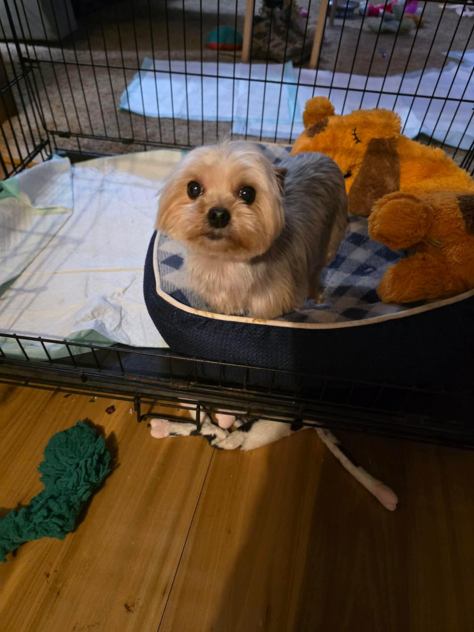 Enlarge Sammy, a Adopted Yorkshire Terrier in Richmond, KY image 3/5