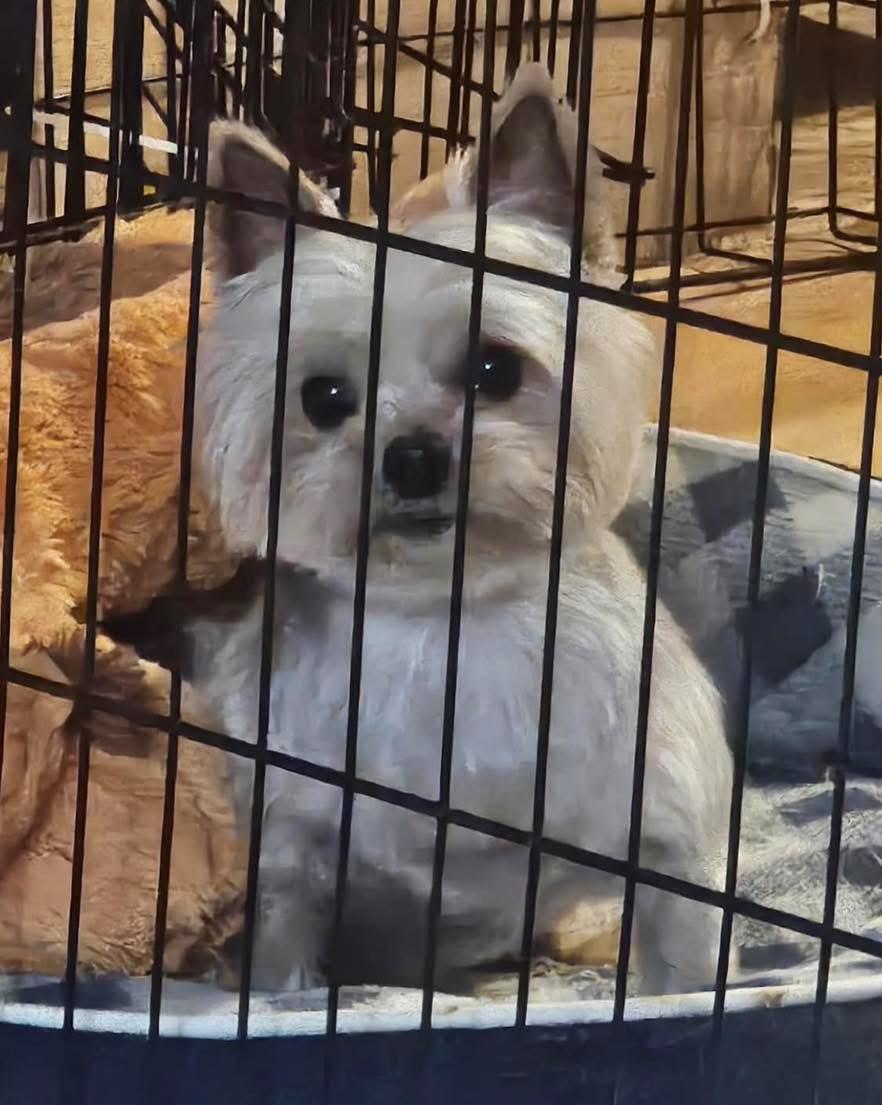 Enlarge Sammy, a Adopted Yorkshire Terrier in Richmond, KY image 4/5