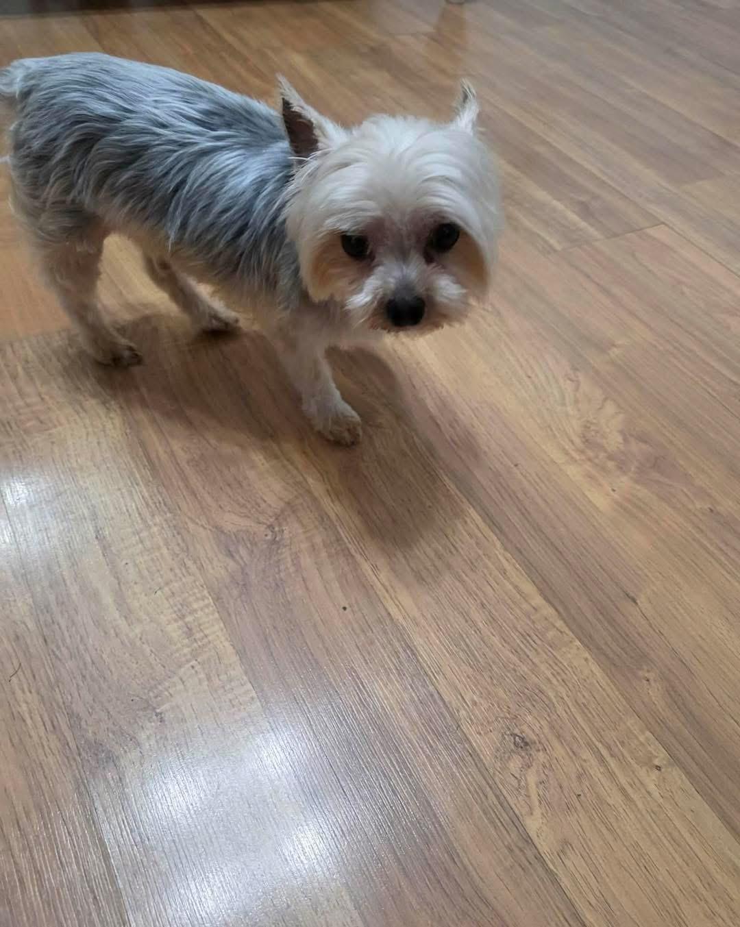 Enlarge Sammy, a Adopted Yorkshire Terrier in Richmond, KY image 5/5