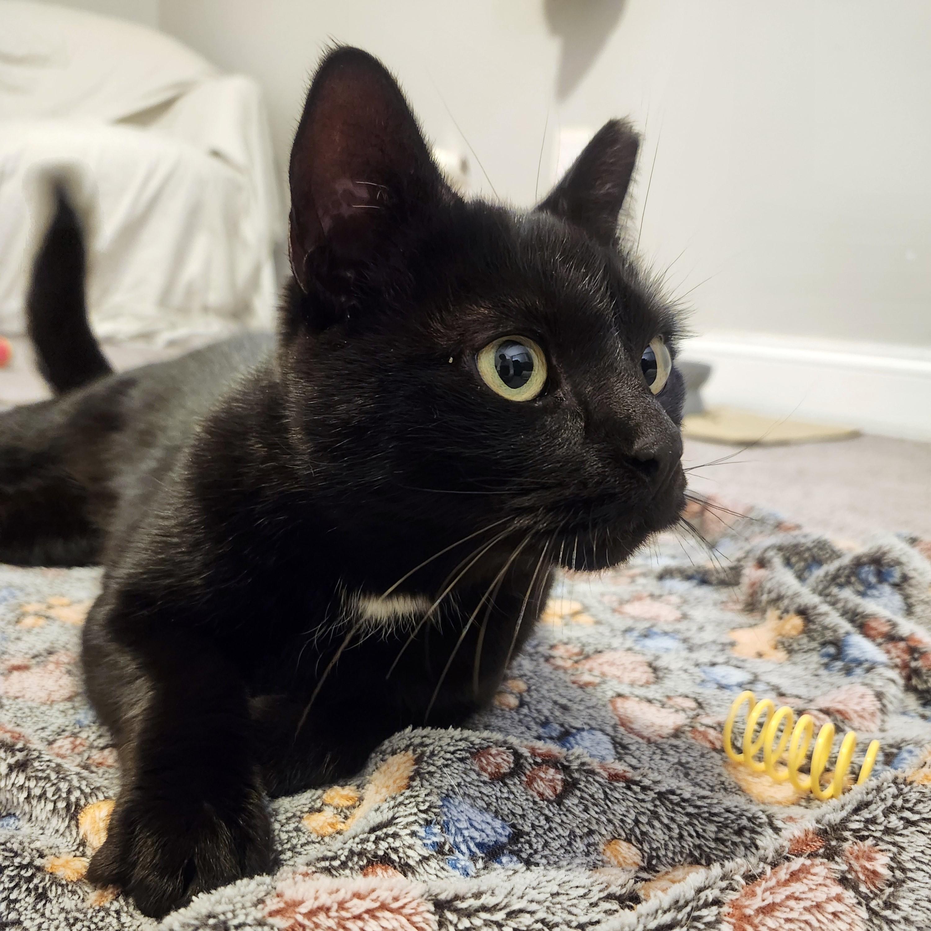 Nina, Adult Female Domestic Short Hair
