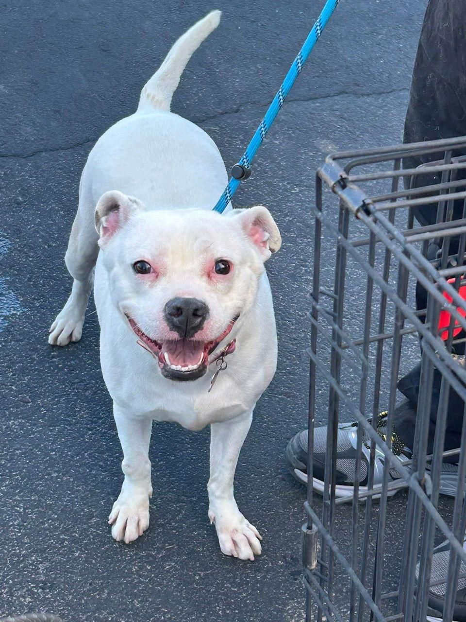 Enlarge Alba (Courtesy post), a Adoptable mixed breed in Phoenix, AZ image 1/3