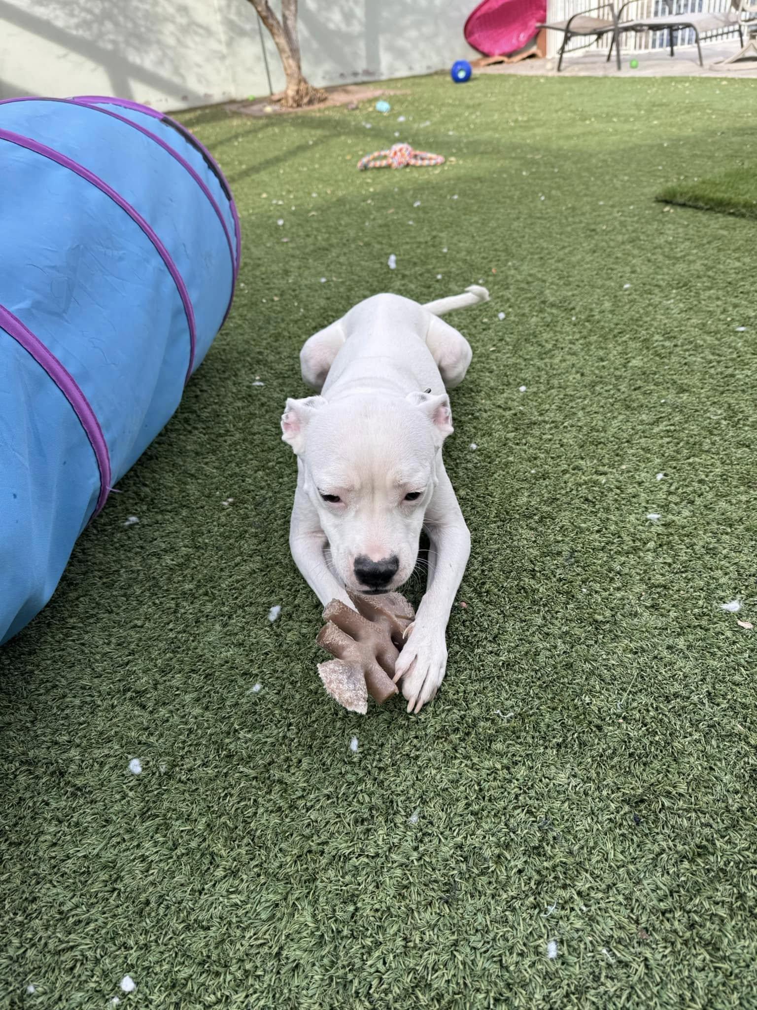 Enlarge Alba (Courtesy post), a Adoptable mixed breed in Phoenix, AZ image 2/3