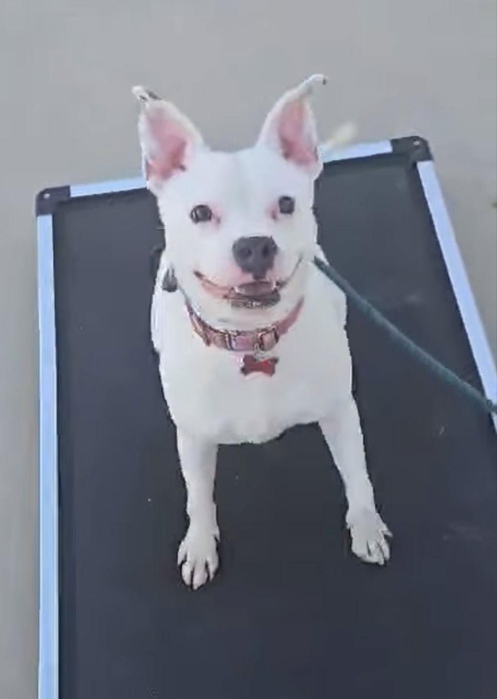 Alba (Courtesy post) — thumbnail 3