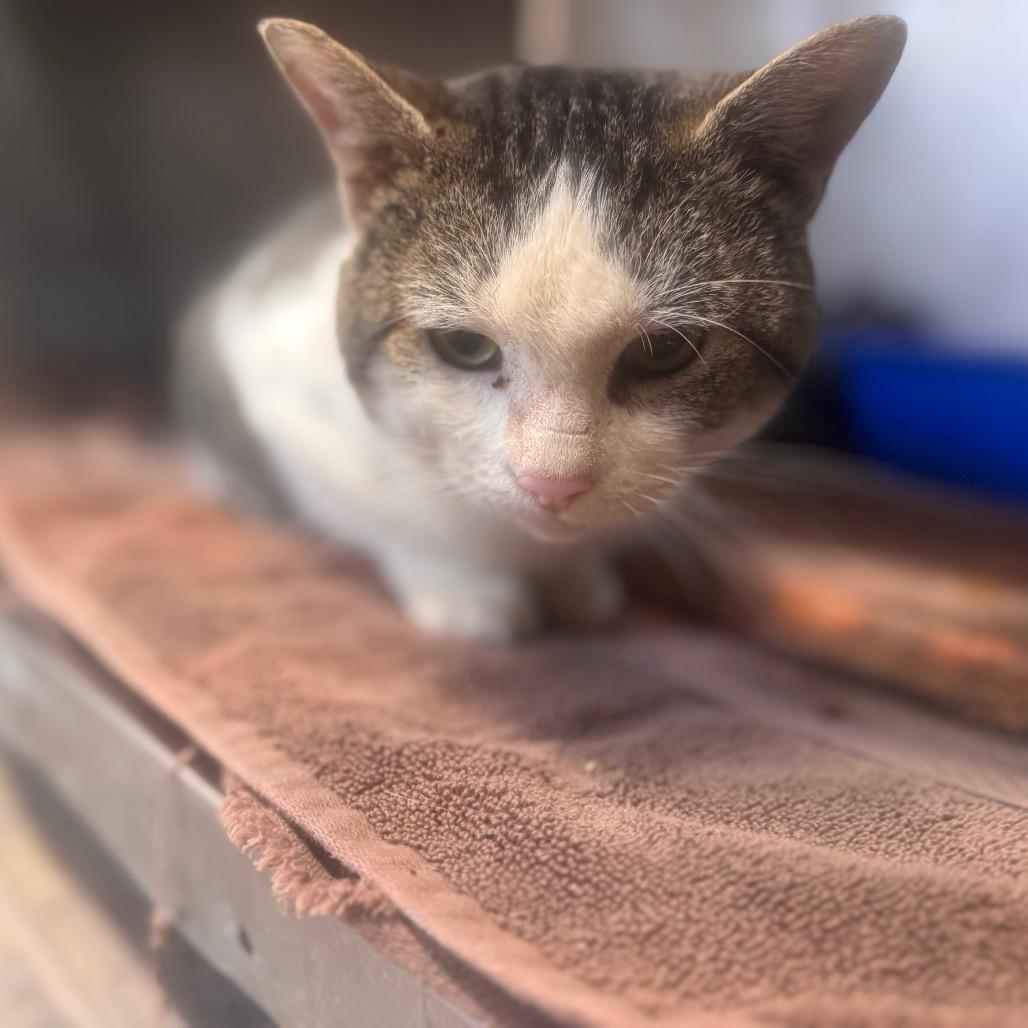 Biggin, Adoptable, Adult Male Domestic Short Hair.