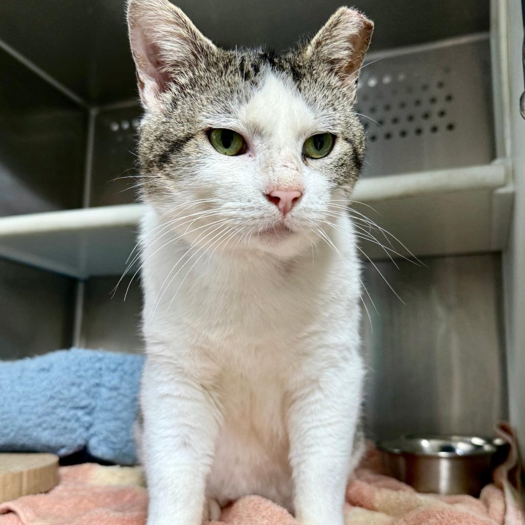 Enlarge Biggin, a Adoptable Domestic Short Hair in Starkville, MS image 2/2