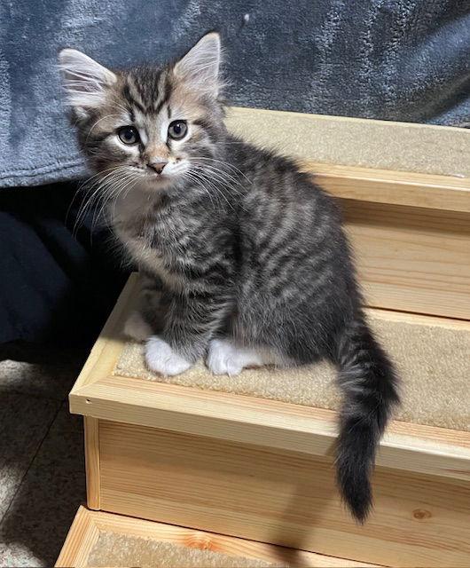 Enlarge Dusk bonded (see description), a Adopted Domestic Medium Hair in Macedonia, OH image 1/3