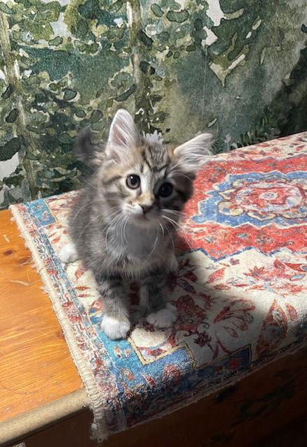 Enlarge Dusk bonded (see description), a Adopted Domestic Medium Hair in Macedonia, OH image 2/3