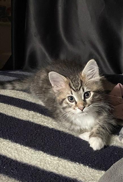 Enlarge Dusk bonded (see description), a Adopted Domestic Medium Hair in Macedonia, OH image 3/3