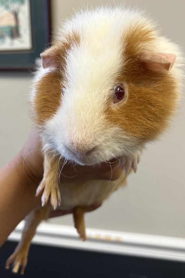 Jelly Bean, Adoptable, Adult Male Guinea Pig.