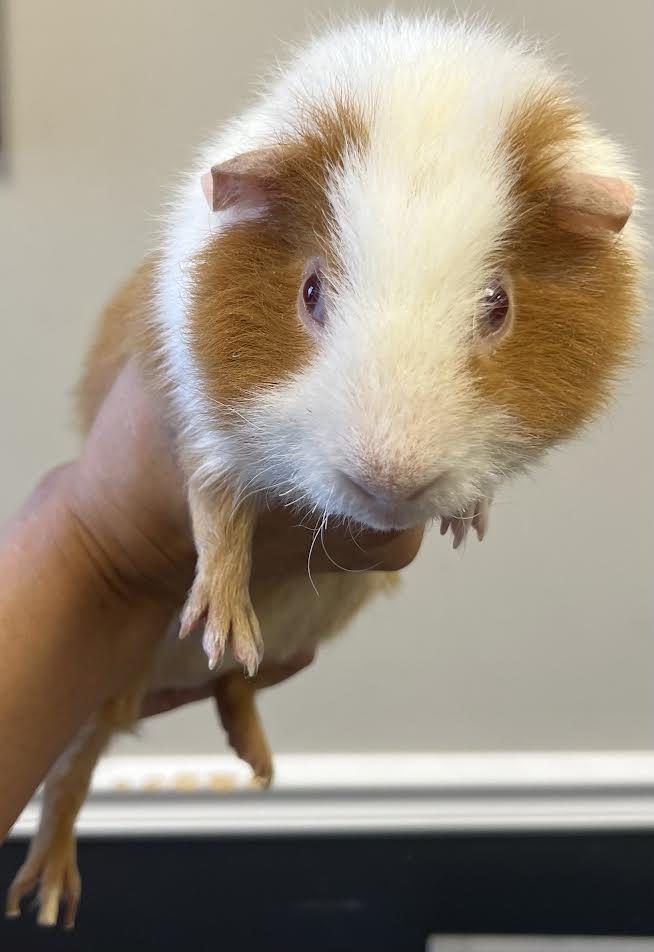 Enlarge Jelly Bean, a Adoptable Guinea Pig in South Elgin, IL image 2/4