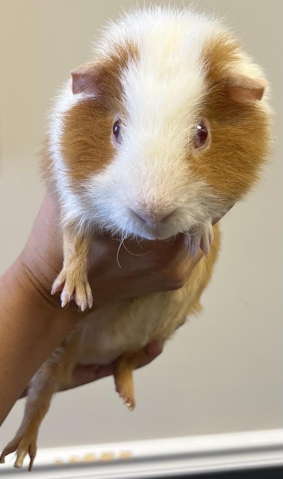 Enlarge Jelly Bean, a Adoptable Guinea Pig in South Elgin, IL image 3/4