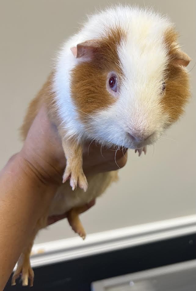 Enlarge Jelly Bean, a Adoptable Guinea Pig in South Elgin, IL image 4/4