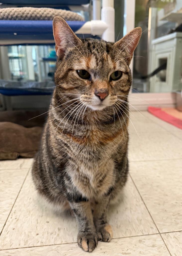 Phoenix, Adopted, Adult Female Domestic Short Hair.