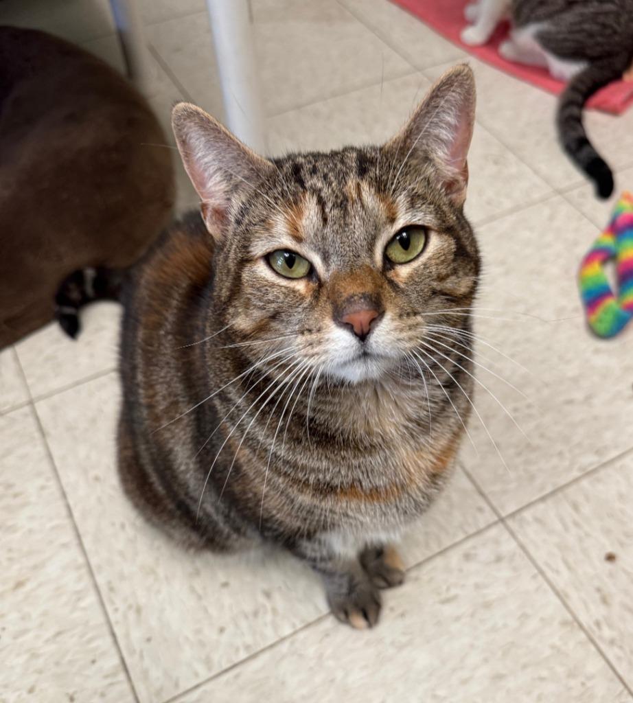 Enlarge Phoenix, a Adopted mixed breed in Lemoore, CA image 1/3