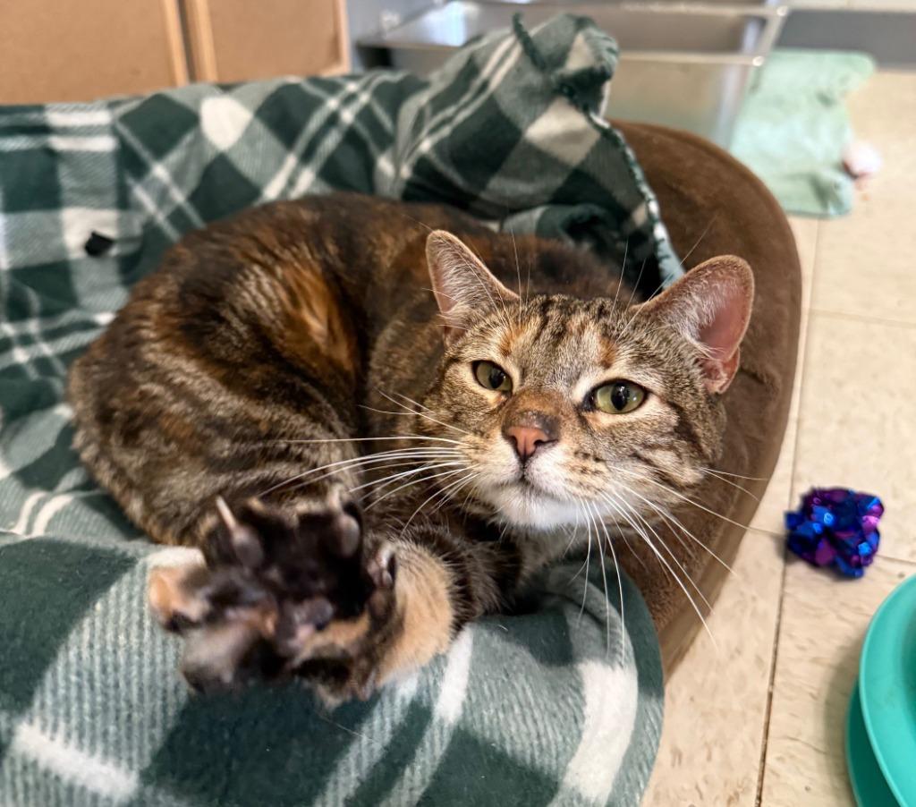 Enlarge Phoenix, a Adopted mixed breed in Lemoore, CA image 2/3