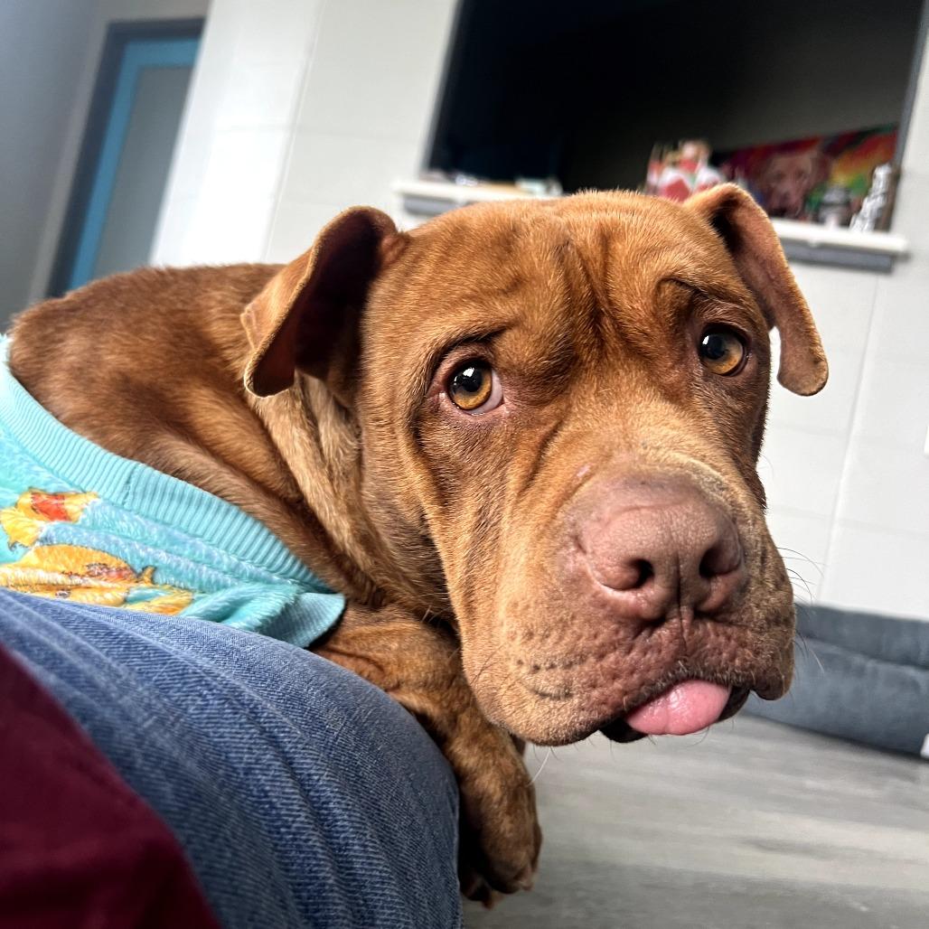 Rollo, a Adoptable Pit Bull Terrier in Hackett, AR image 2/6