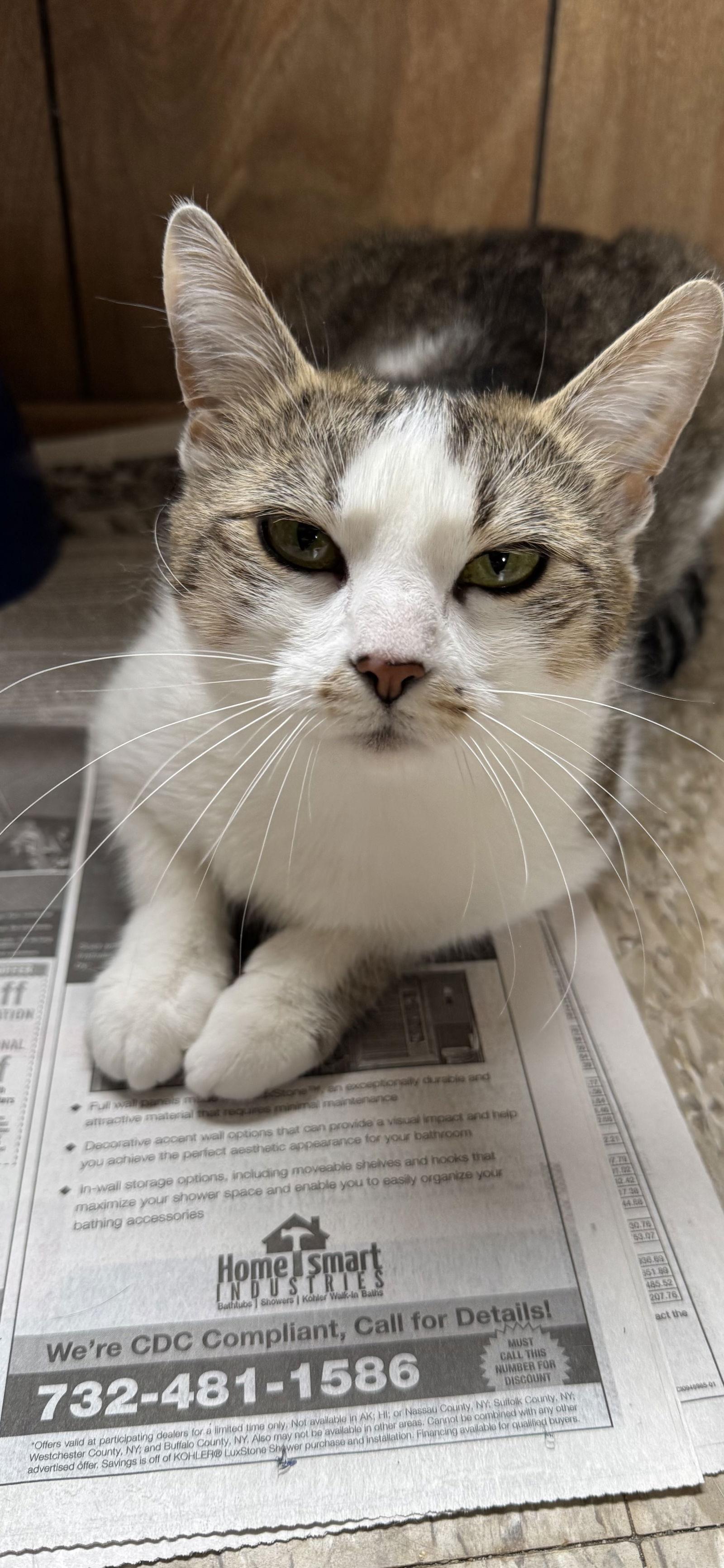 Enlarge Zoe, a Adoptable Domestic Short Hair in Spring Lake, NJ image 1/2