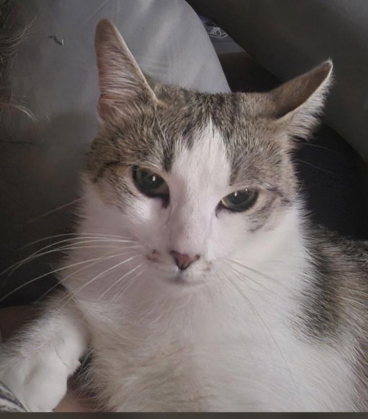 Enlarge Zoe, a Adoptable Domestic Short Hair in Spring Lake, NJ image 2/2