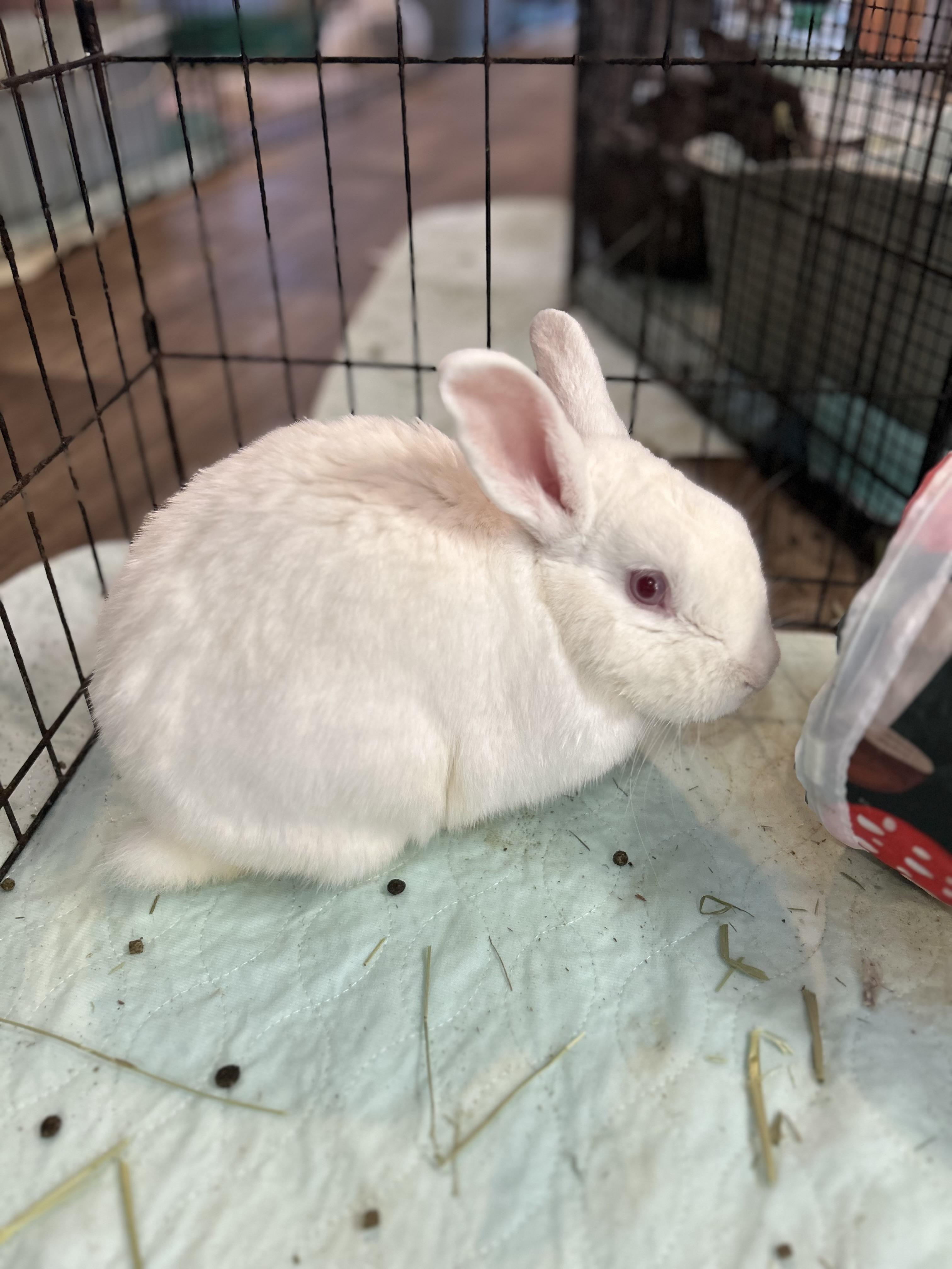 August, ADOPTABLE, Adult Male Dwarf.