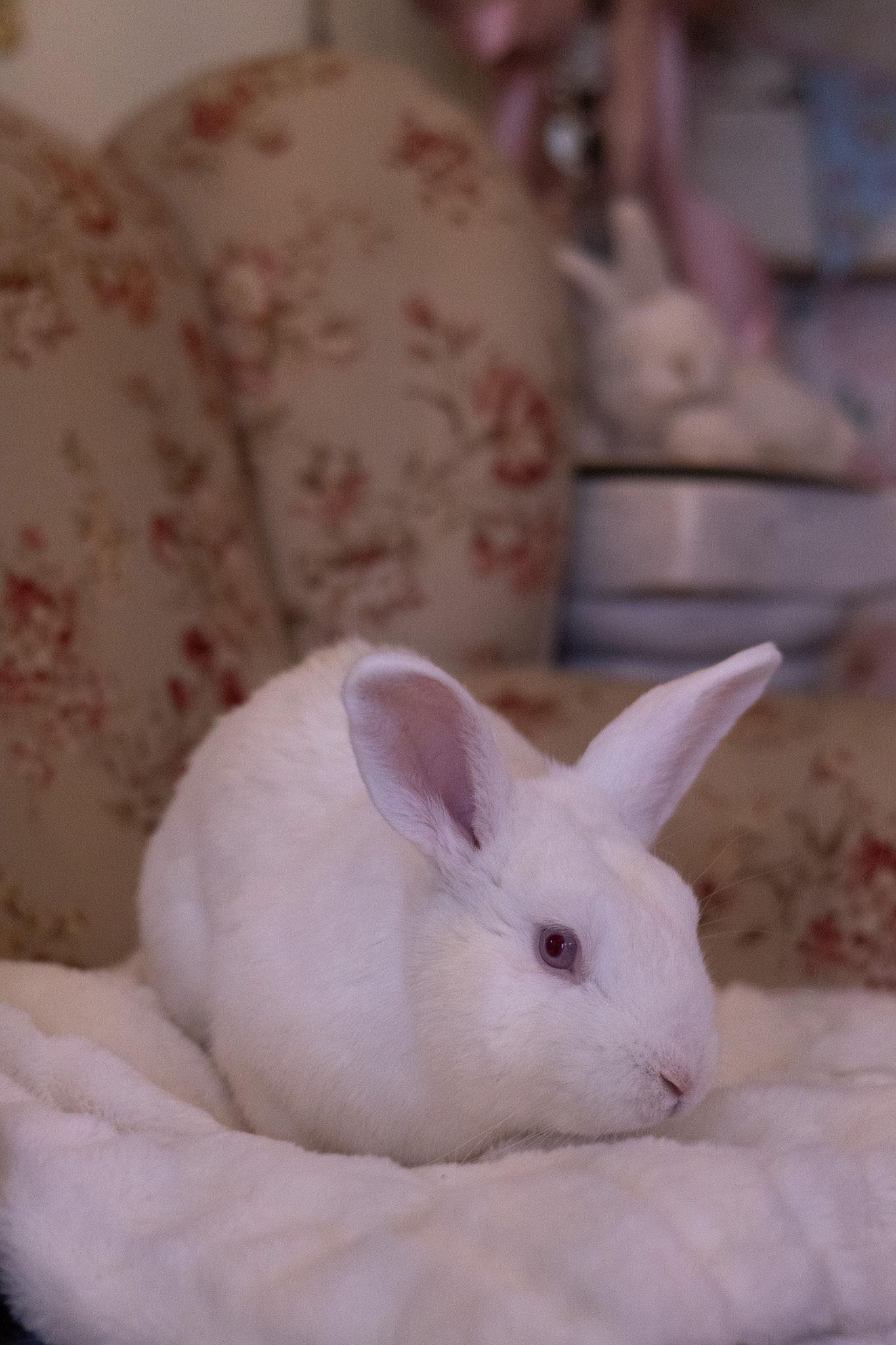 August, a ADOPTABLE Dwarf in Bishopville, SC image 2/3