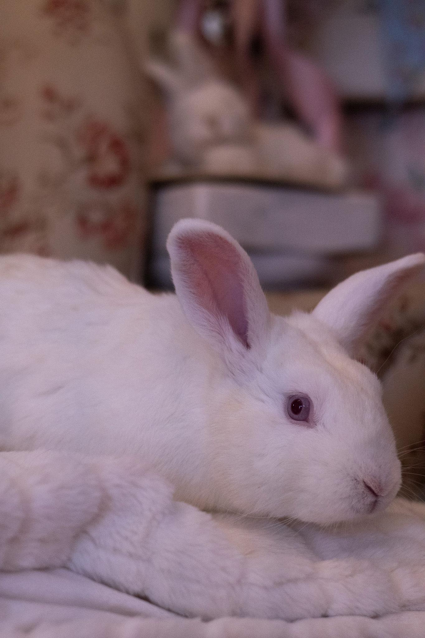 August, ADOPTABLE, Adult Male Dwarf.