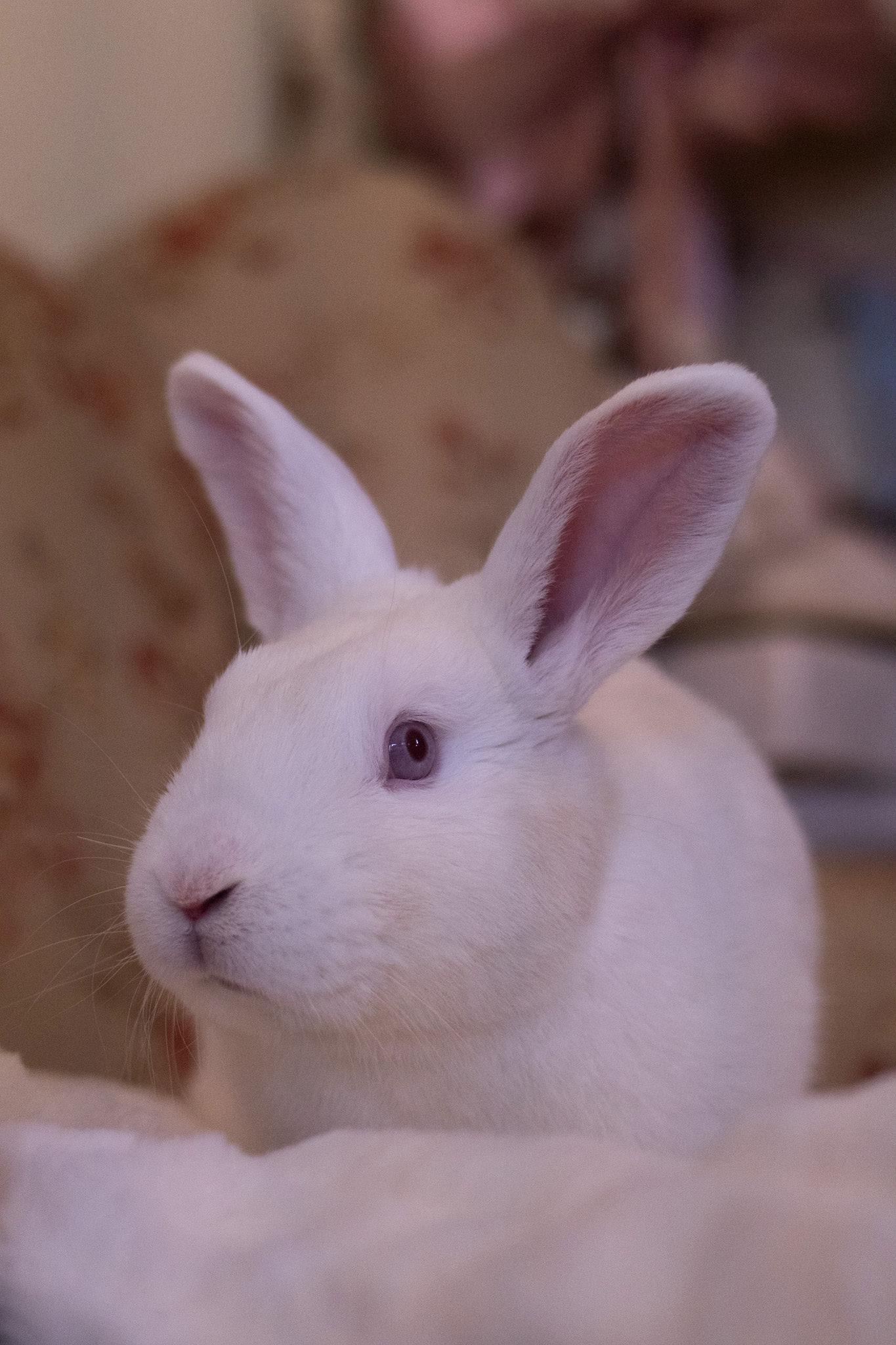 August, a ADOPTABLE Dwarf in Bishopville, SC image 3/3