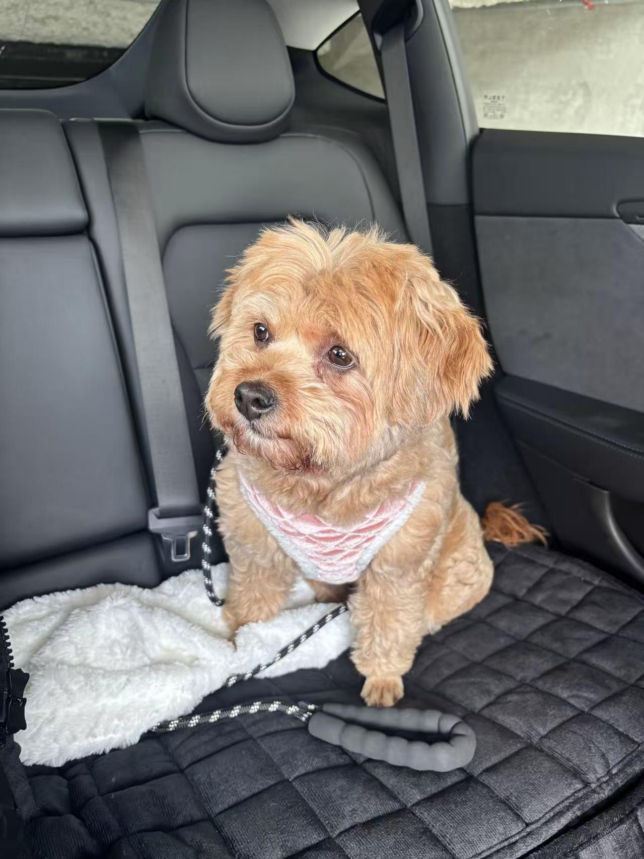 Enlarge Grace, a ADOPTABLE Shih poo in Vancouver, BC image 4/4