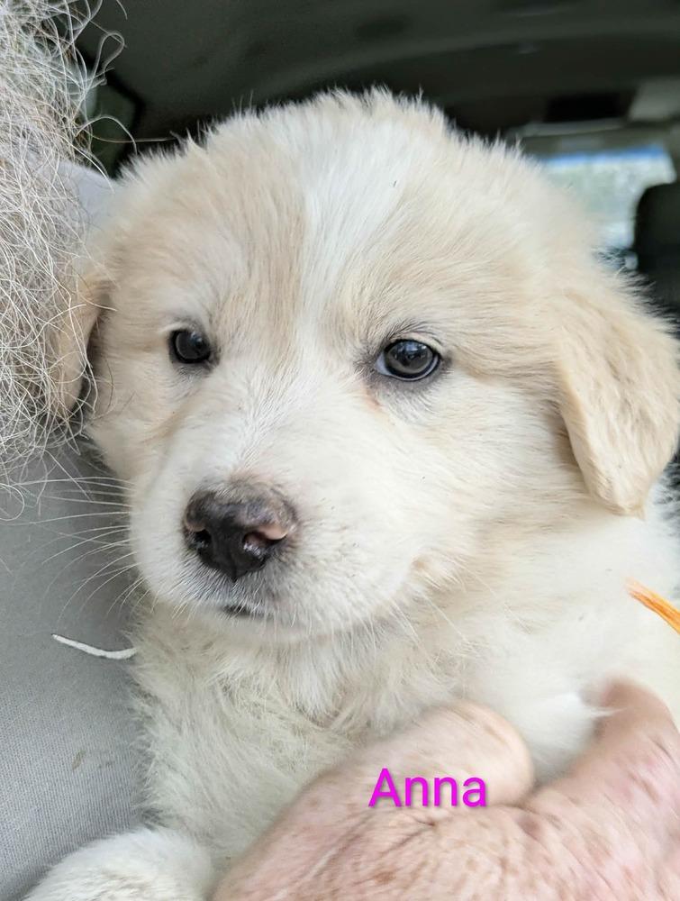 8 Golden Pyr Gaylene  copy #6, Adopted, Puppy Female Golden Retriever & Great Pyrenees.