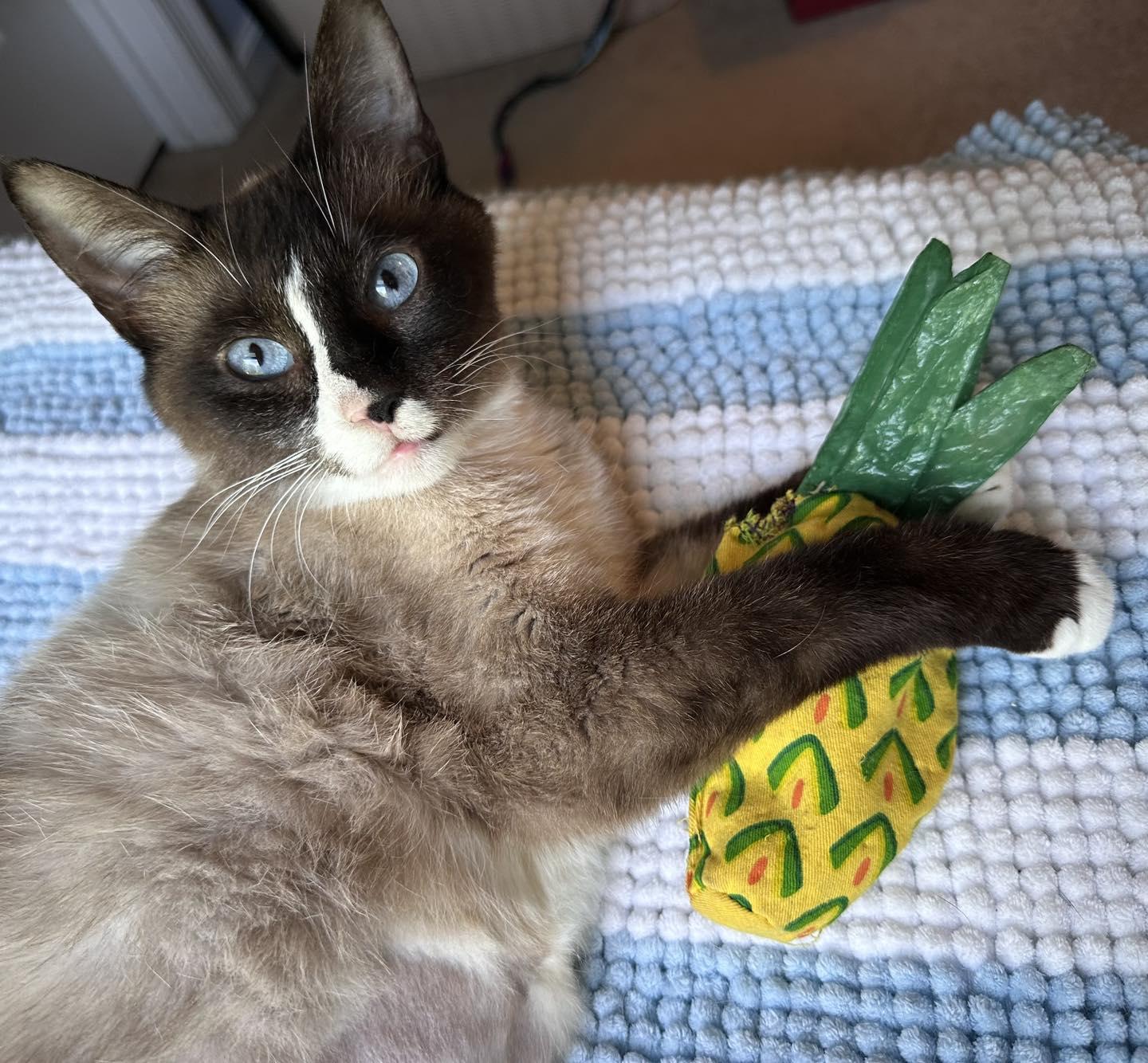 Lei, an adopted Snowshoe in Woodbury, NJ image 1/4
