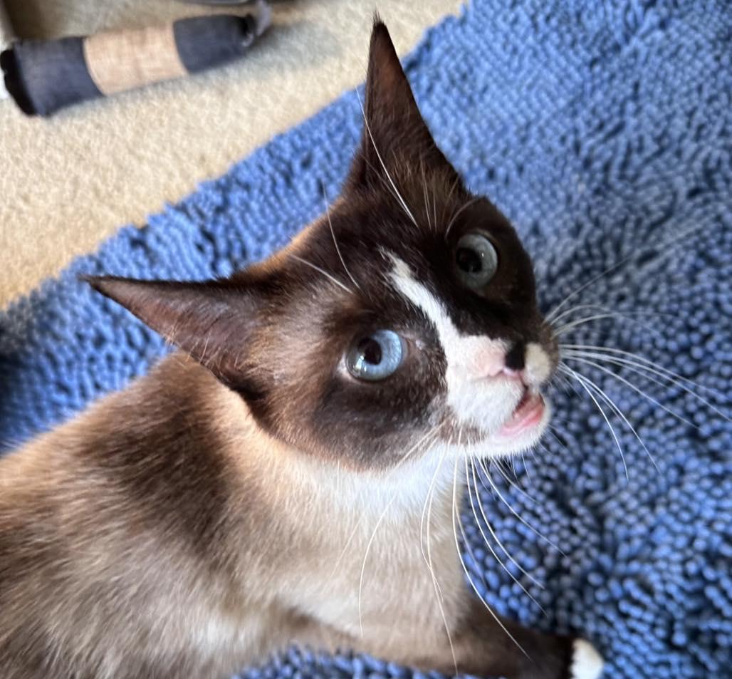 Lei, an adopted Snowshoe in Woodbury, NJ image 2/4