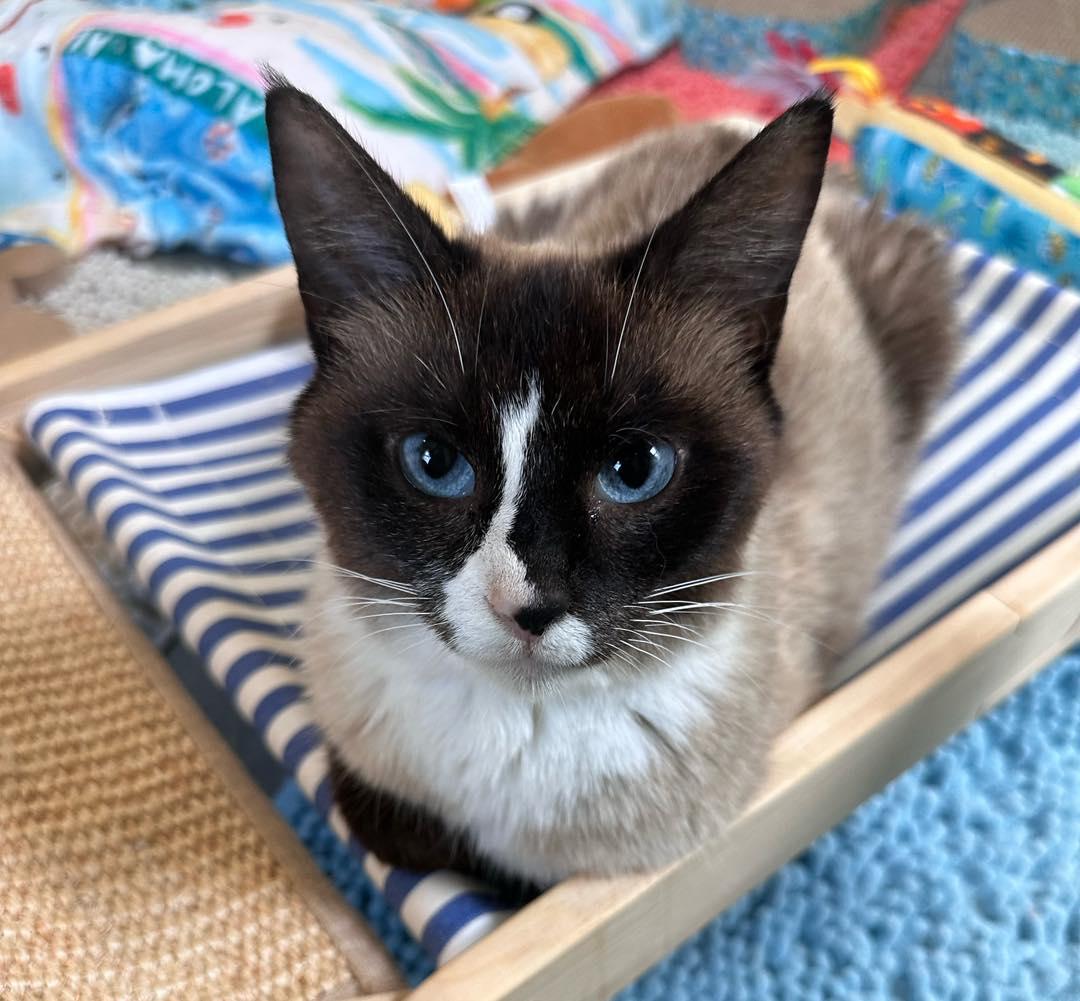 Lei, an adopted Snowshoe in Woodbury, NJ image 3/4