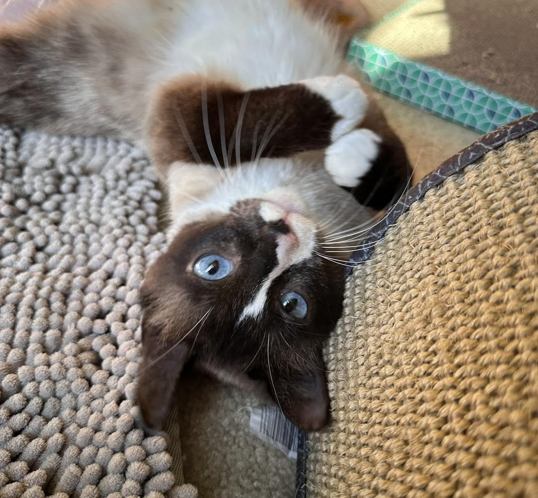 Lei, an adopted Snowshoe in Woodbury, NJ image 4/4