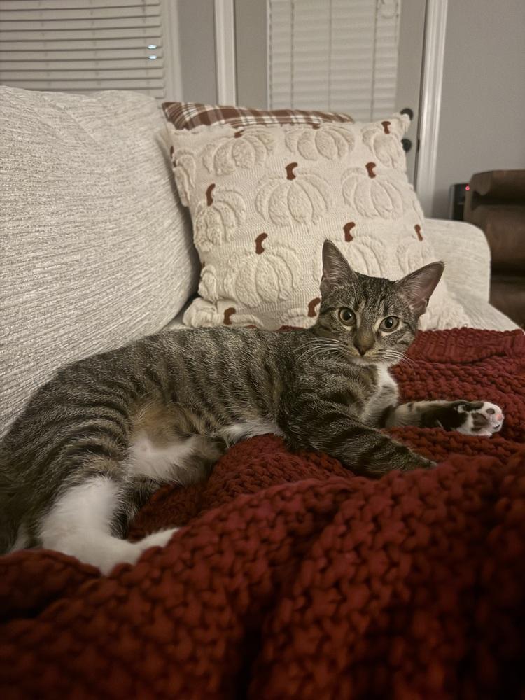 Wednesday, a Adoptable mixed breed in WARNER ROBINS, GA image 1/6