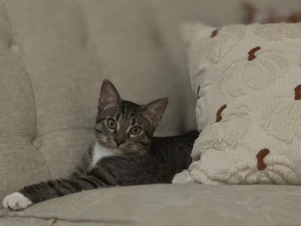 Wednesday, Adoptable, Kitten Female Domestic Short Hair.