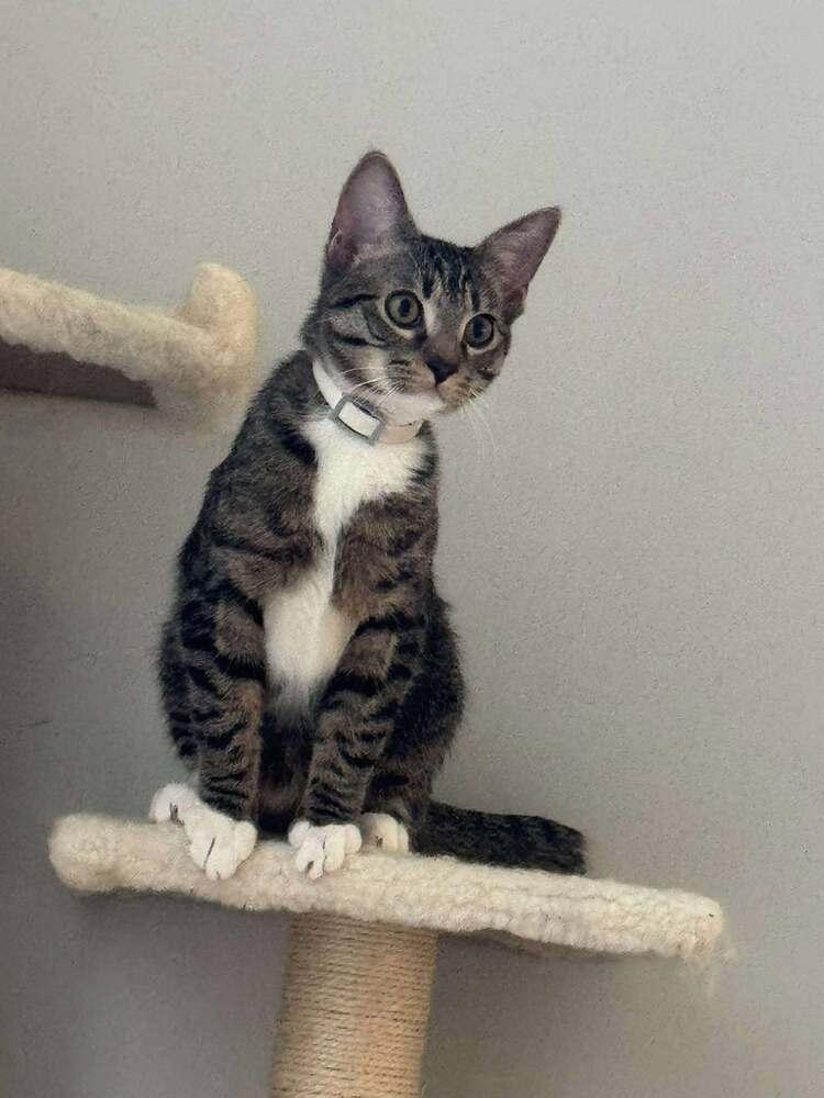 Wednesday, a Adoptable mixed breed in WARNER ROBINS, GA image 5/6