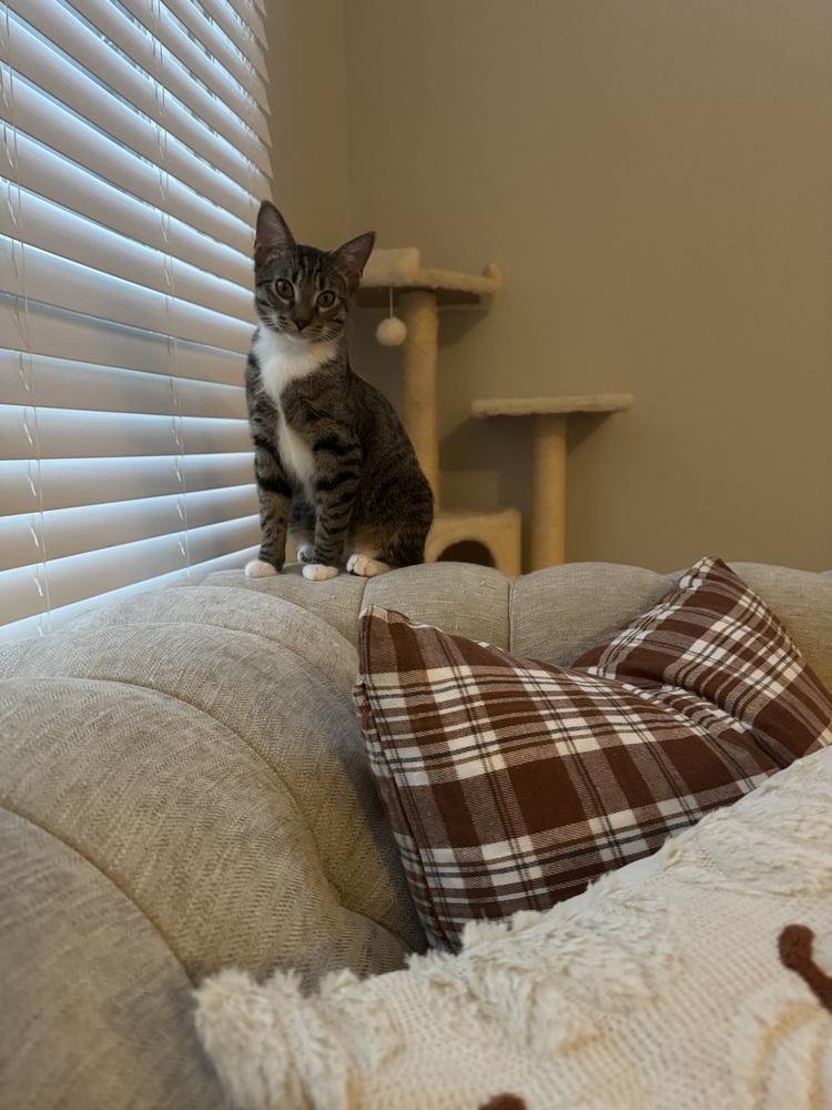 Wednesday, a Adoptable mixed breed in WARNER ROBINS, GA image 6/6