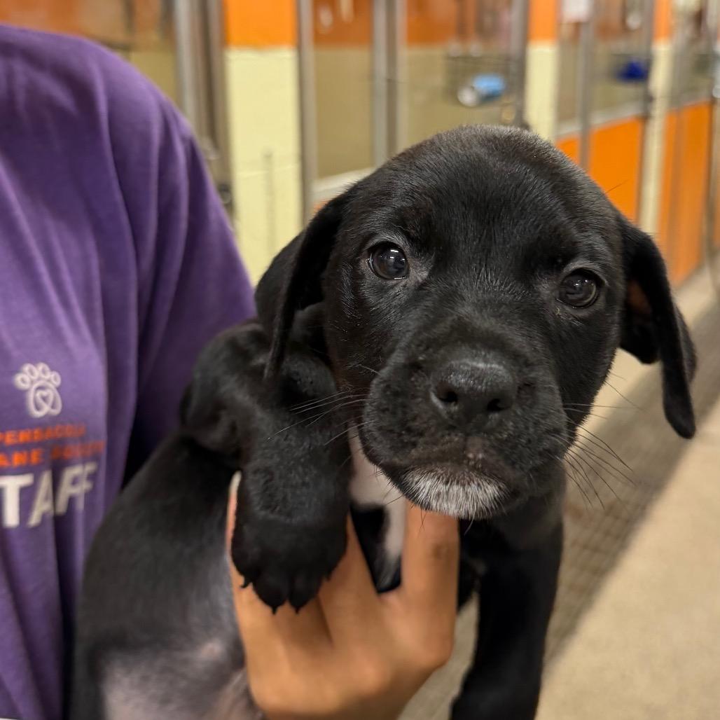 Sangria, Adoptable, Puppy Female Mixed Breed.