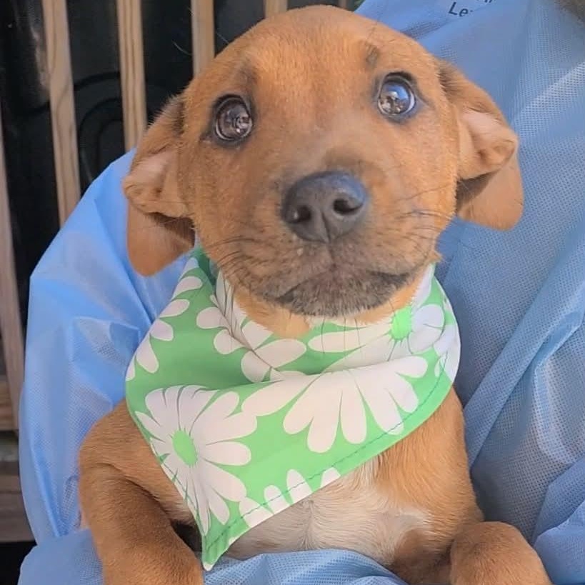 Kylo, ADOPTABLE, Young Male Mixed Breed.