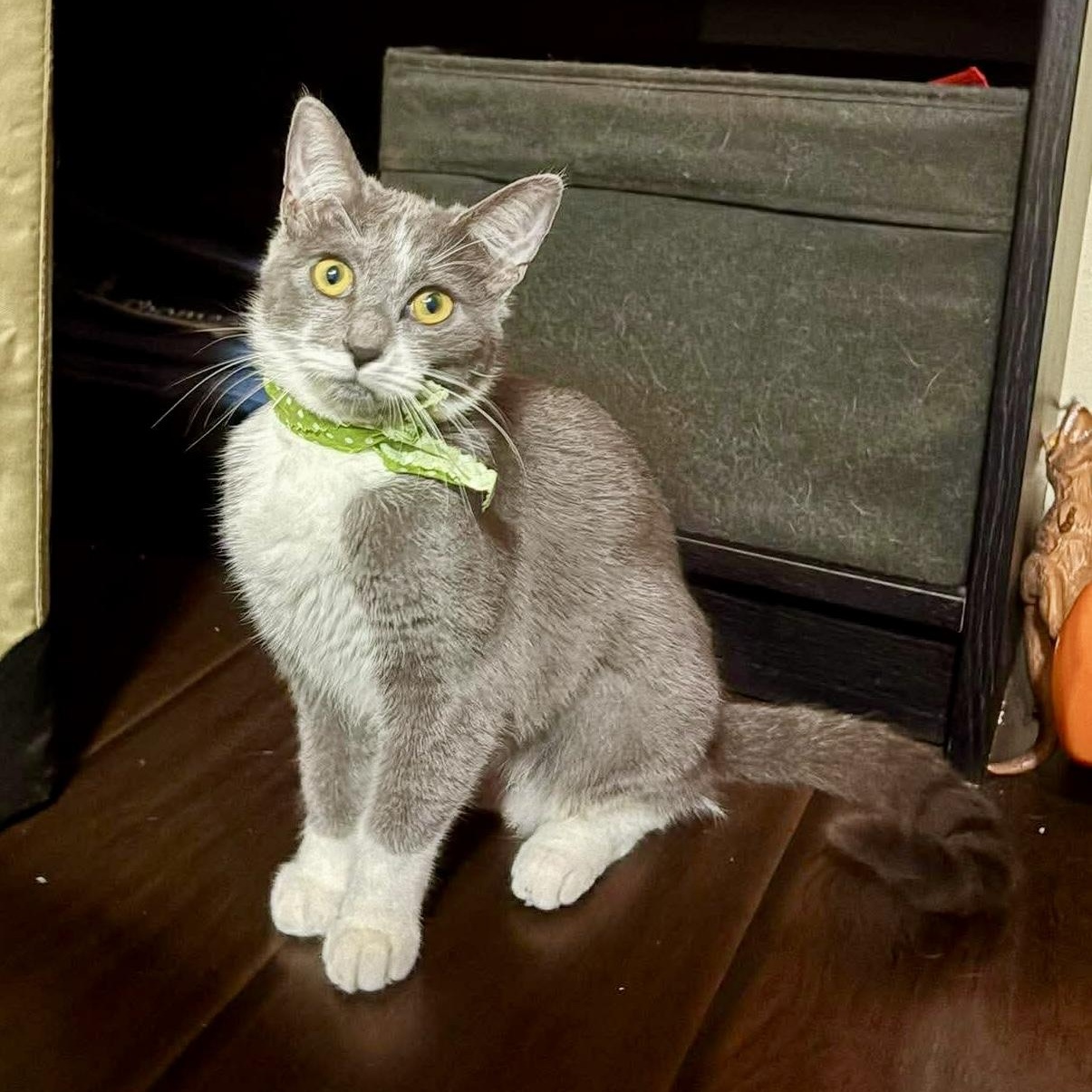 Enlarge Marge, an adopted mixed breed in Baytown, TX image 1/6