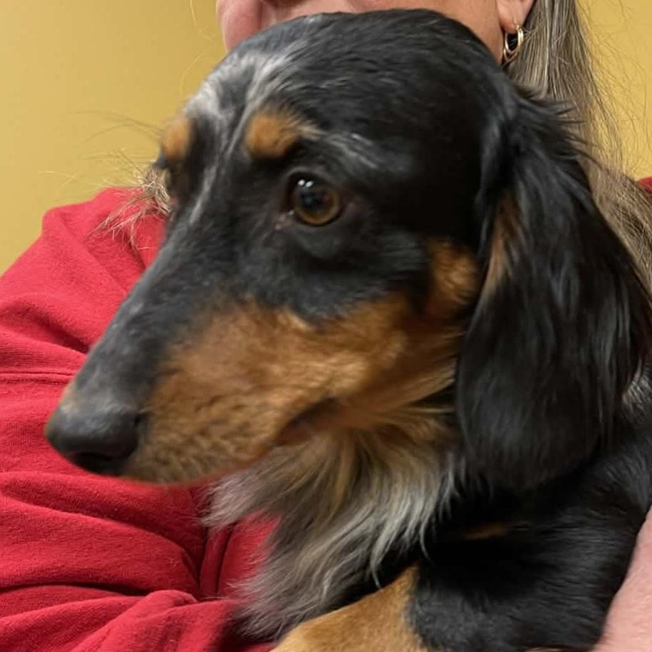 Mac Disney, adopted, Adult Male Dachshund.