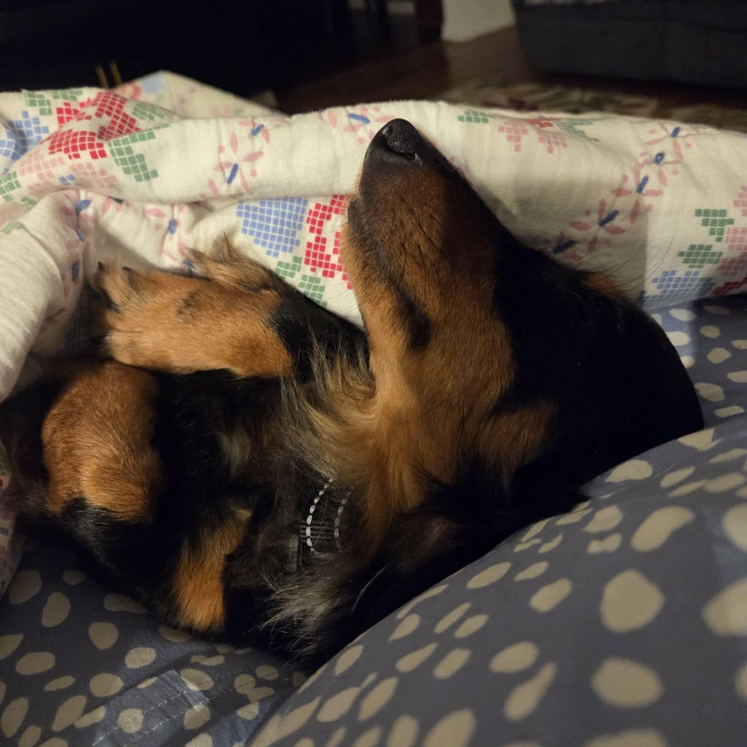 Enlarge Mac Disney, an adopted Dachshund in Omaha, NE image 2/2