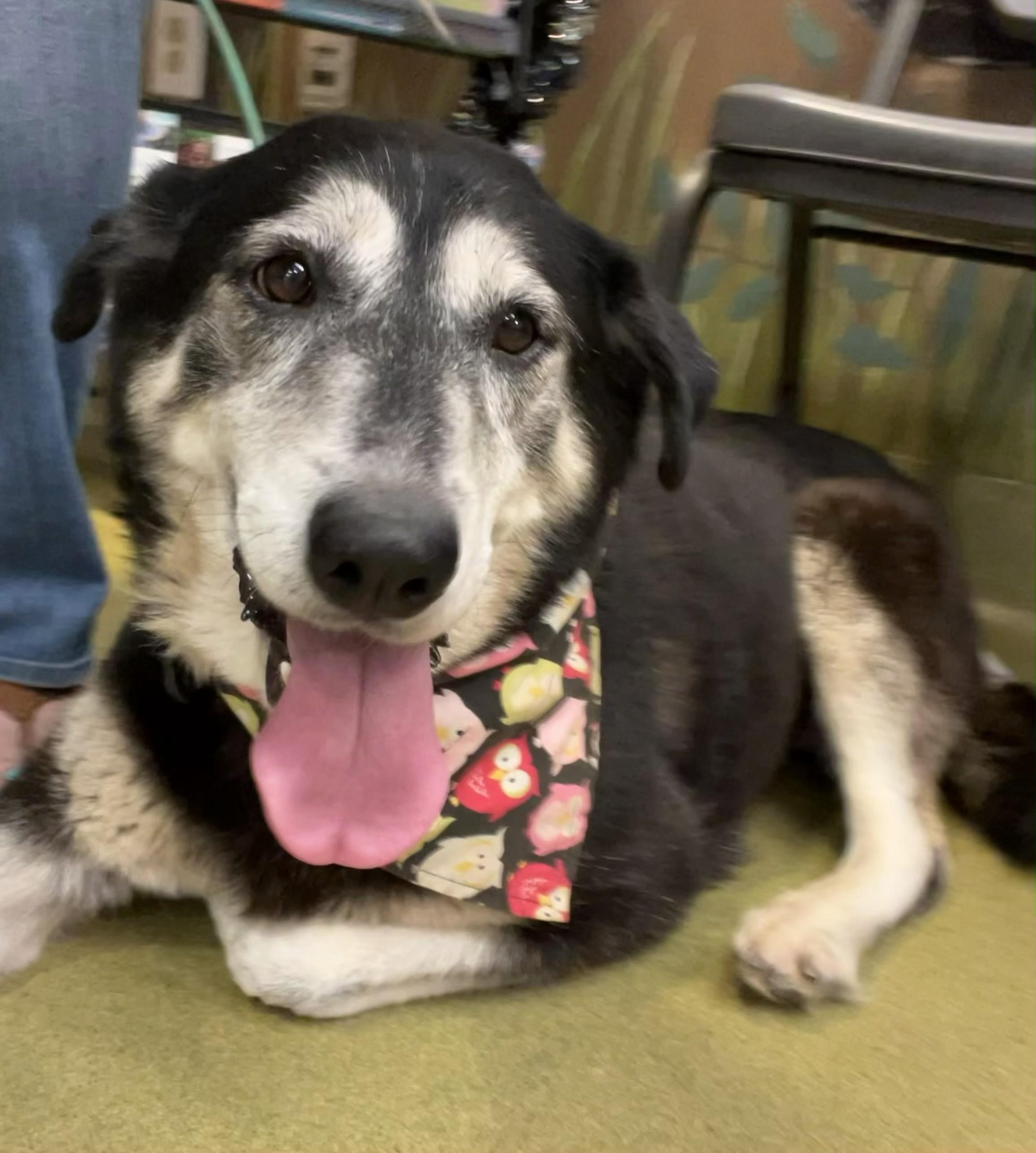 Bella, a Adoptable Shepherd in Tarzana, CA image 1/6