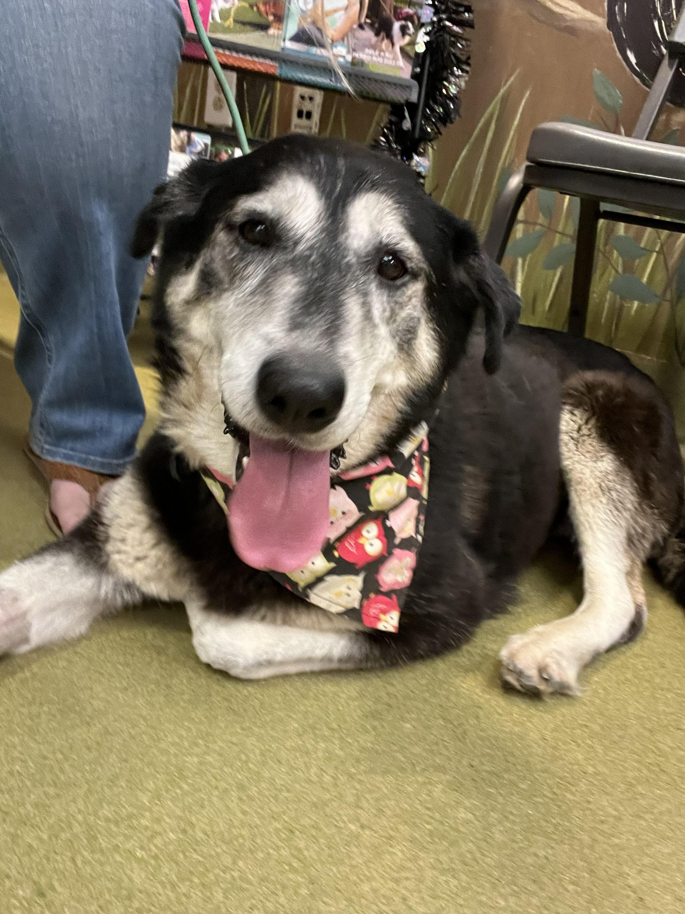 Bella, a Adoptable Shepherd in Tarzana, CA image 2/6