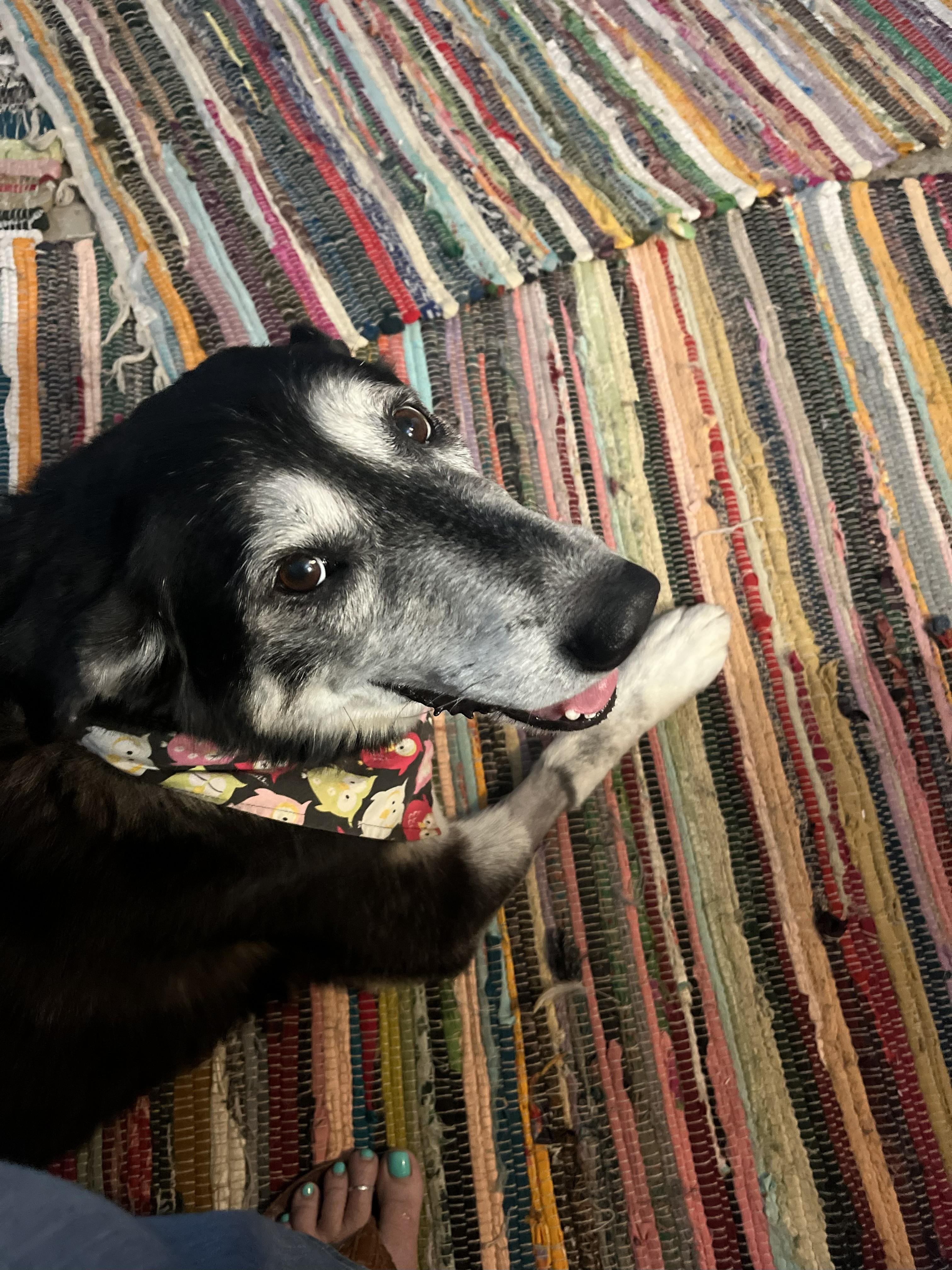 Bella, a Adoptable Shepherd in Tarzana, CA image 3/6