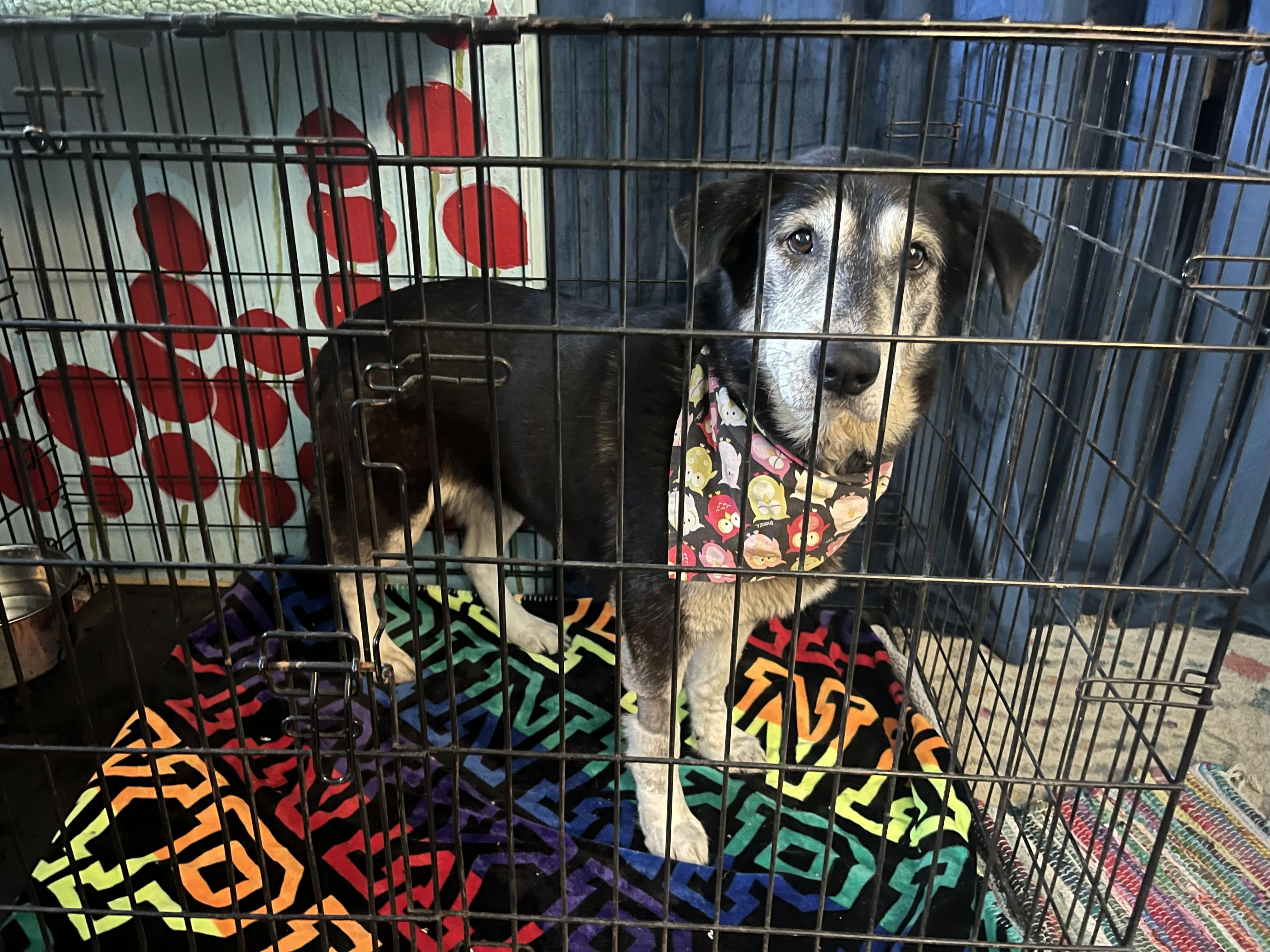 Bella, a Adoptable Shepherd in Tarzana, CA image 4/6