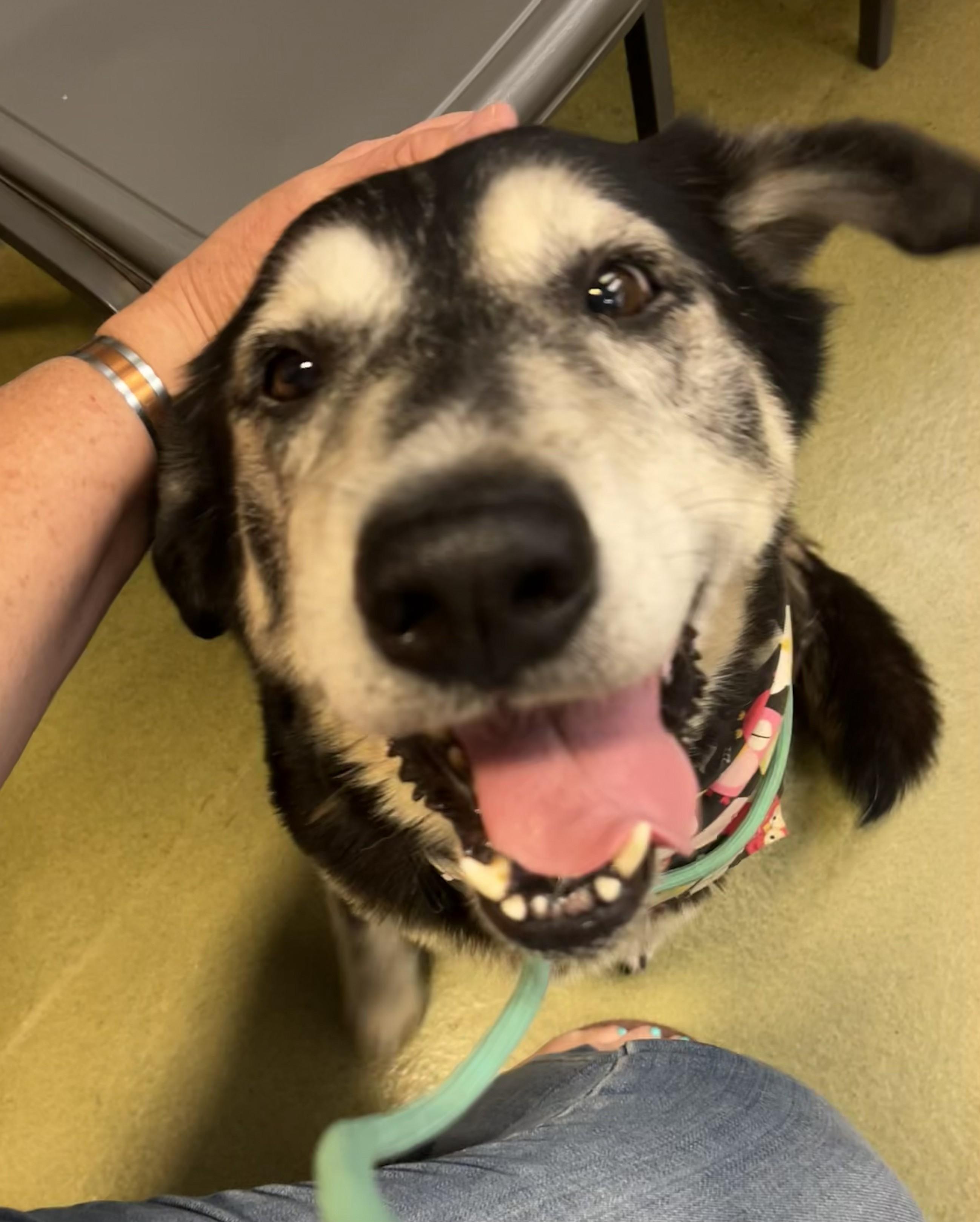 Bella, a Adoptable Shepherd in Tarzana, CA image 6/6