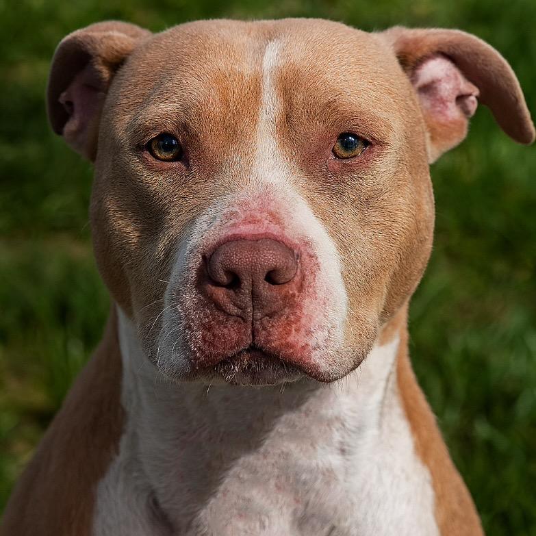 Nova, a Adoptable mixed breed in Mount Vernon, IN image 2/6
