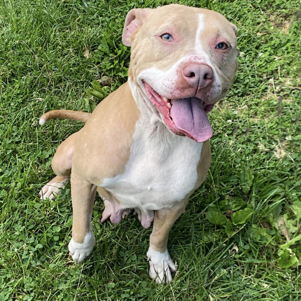 Nova, a Adoptable mixed breed in Mount Vernon, IN image 4/6