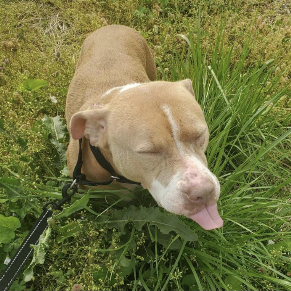 Nova, Adoptable, Adult Female Pit Bull Terrier.