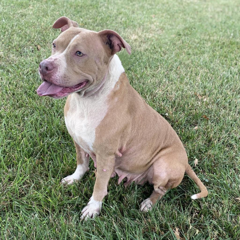 Enlarge Nova, a Adoptable mixed breed in Mount Vernon, IN image 2/6